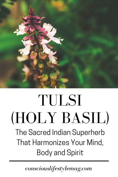 Tulsi (Holy Basil): Tulsi, also known as Holy Basil, has a wide range of psycho-spiritual and physical health benefits and is widely believed to be a gift from Hindu Gods. #Tulsi #HolyBasil #Superfoods #HolisticHealth #ConsciousLifestyleMag Tulsi Basil Benefits, Tulsi Benefits Health, Holy Basil Benefits Health, Tulsi Benefits, Holy Basil Benefits, Plant Medicine, Wealth Dna Code, Dna Code, Herbal Apothecary