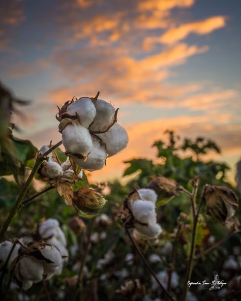 Cotton Field Photography, Pixie Aesthetic, Cotton Painting, Botanical Photography, Field Photography, Water Fairy, Cotton Fields, Cotton Plant, Plant Aesthetic