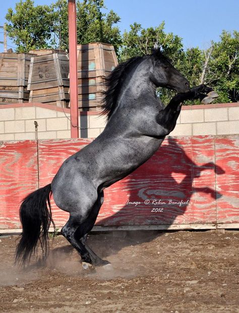 A Warning Dream? Grulla Horse, Working Cow Horse, Quarter Horse Stallion, Horse Colors, Blue Roan, American Quarter Horse, Most Beautiful Horses, Most Beautiful Animals, Majestic Horse