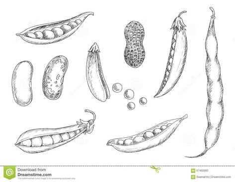 Cooking Theme, Snap Pea, Food Tattoos, Sketch Icon, Bean Pods, Pea Pods, Snap Peas, Pinto Beans, Seed Pods