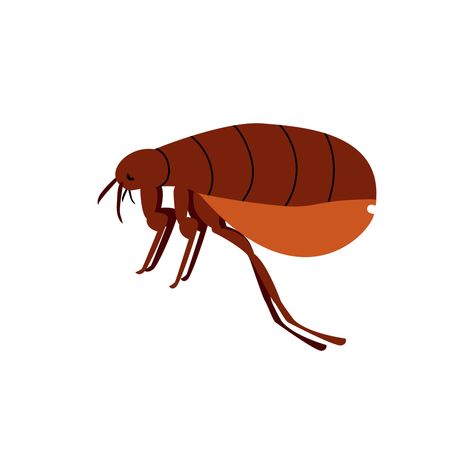 Flea Illustration, Tshirt Ideas, Insects, Illustrations, Animals