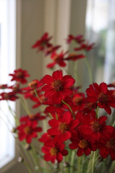 Red Cosmos, Cosmo Flower, Fav Flower, Flower Catalog, Chocolate Cosmos, Rainbow Garden, Landscape Plants, Yard Landscape, Cosmos Flowers