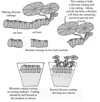 Begonia Propagation, Ball Blue Book, Blooming Succulents, Black Soldier Fly, Asclepias Tuberosa, Fall Vegetables, Asiatic Lilies, Blossom Garden, Arbour Day