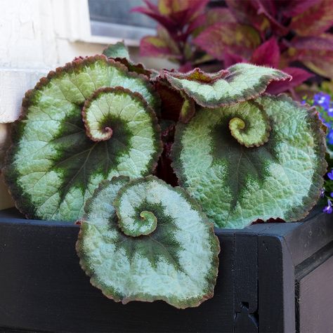 Spooky, Fuzzy, Vining Houseplants Are Here for Halloween—And Beyond Garden Decorations Ideas, Colourful Plants, Botanical Center, Corpse Flower, Bat Flower, Cactus Photography, Goth Garden, Strange Flowers, Weird Plants