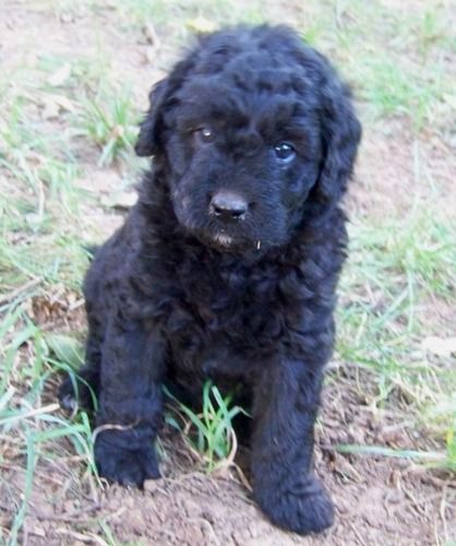 Double Doodle Dogs Info, Temperament, Training, Puppies, Pictures Black Double Doodle Dog, Double Doodle Dog, Double Doodles, Double Doodle Puppies, Training Puppies, Double Doodle, Puppies Pictures, Labradoodle Puppies, Doodle Dogs