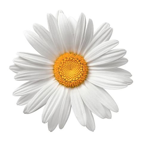 White Flower Png, Daisy Pillows, Free Stock Photos Image, Flower Images, Flower Pictures, Daisy Flower, Pansies, Jewelry Party, Free Photos