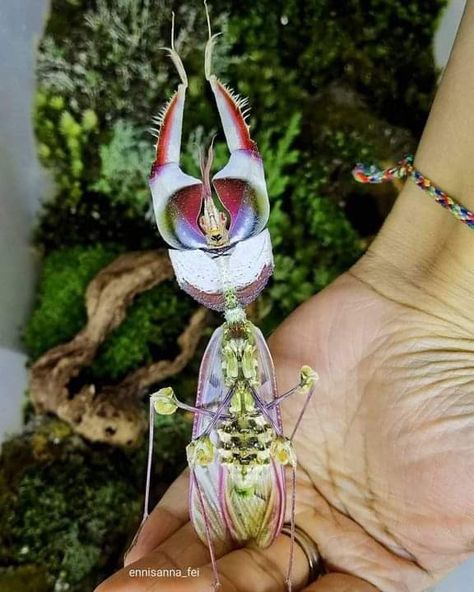 Devil's flower mantis Photo by: ennisanna_fei Devils Flower Mantis, Flower Mantis, Mantis Tattoo, Orchid Mantis, Stick Insect, Butterfly Fish, Glass Frog, Cool Bugs, Praying Mantis