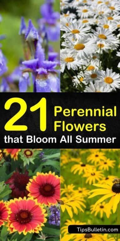 21 Perennial Flowers that Bloom All Summer - Even From Spring to Fall Partial Shade Perennials, Shade Flowers Perennial, Part Shade Perennials, Part Sun Perennials, Full Sun Landscaping, Perennial Garden Design, Partial Sun Perennials, Perennial Garden Plans, Garden Front Of House