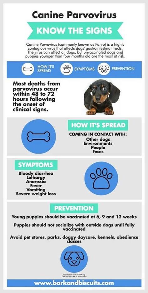 Know the signs of parvovirus Vet Tech School, Veterinary Tech, Vet Tech Student, Vet Technician, Veterinary Assistant, Vet Medicine, Vet Assistant, Vet School, Dog Health Tips