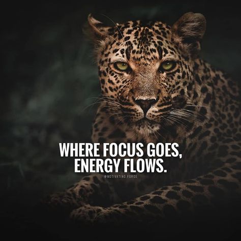 Leopard Quotes, Underestimate Quotes, Bragging Quotes, Feed Your Focus, Play Quotes, Lion Quotes, Realist Quotes, Motivational Inspirational Quotes, Daily Quotes Positive