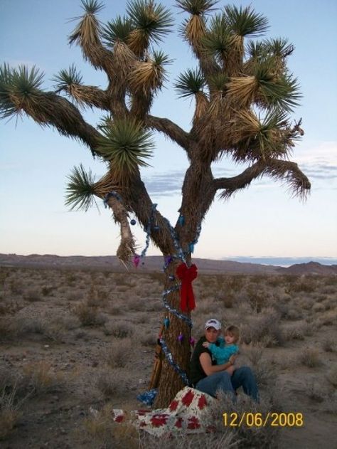 Joshua Tree in California. Desert Christmas, Holiday Photo Session, Christmas Tree Pictures, Holiday Mini Session, Slide Show, Mini Session, In The Desert, Joshua Tree, Holiday Photos