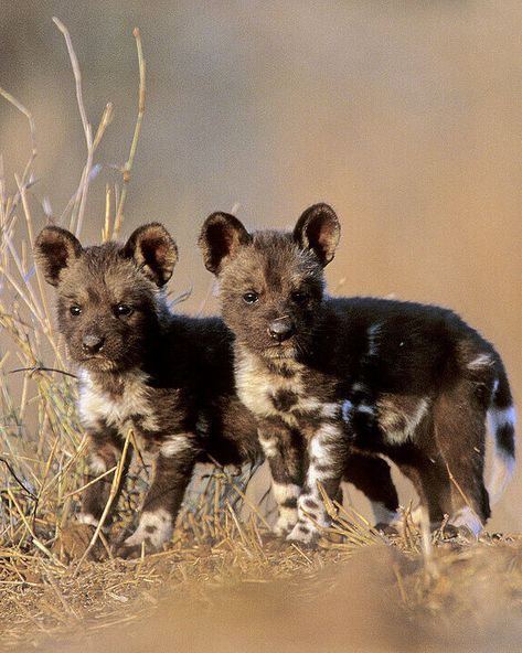 African Wild Dog (Lycaon pictus) / Lycaon / Image by age fotostock from lookphotos.com African Wild Dog Puppy, African Wild Dog Watercolor, Painted Dogs African, African Wild Dog Art, Dog Laughing, African Painted Dog, African Hunting Dog, African Hunting, Animal Love Quotes