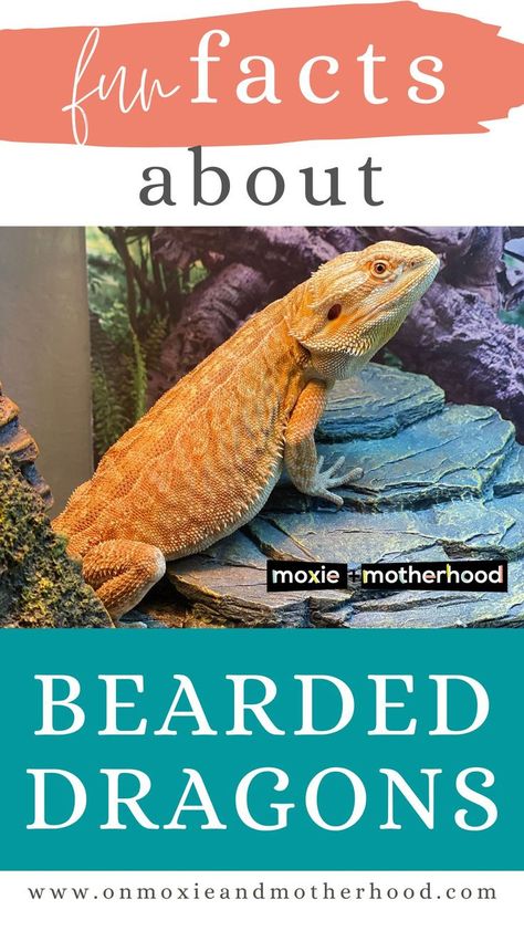 fun facts about bearded dragons Fancy Bearded Dragon, Bearded Dragon Vivarium, Dragon Facts, Bearded Dragon Diy, Classroom Pets, Bearded Dragon Habitat, Bearded Dragon Cute, Bearded Dragon Care, Fun Facts For Kids