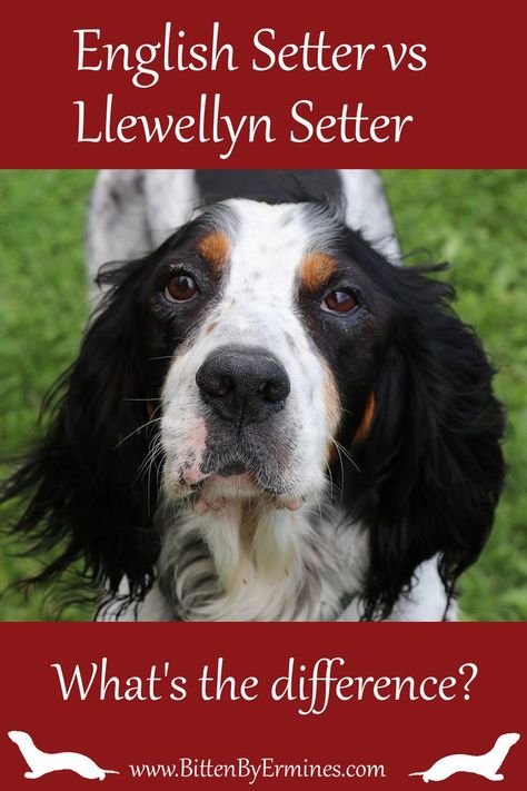 The Llewellyn setter was bred out of the English setter, and they’re nearly the same animal. The difference between both dog breeds is minor, but the Llewellyn is a bit smaller. Setters have playful personalities, but they also adore cuddling up on a couch or bed with their favorite humans! They are very patient dogs when it comes to training because of their strong desire to please the members of their families. Read more on BittenByErmines.com Fun Facts About Cats, Setter Dogs, English Setter Dogs, Dog Facts, English Setter, Cat Facts, Animal House, Interesting Articles, The English