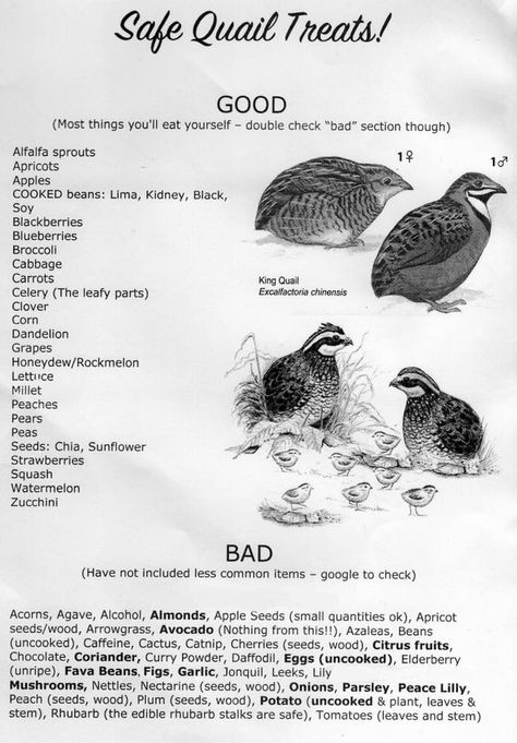 Quail Brooder Diy, Quail Diet, Quail Enclosure Ideas, Natural Quail Habitat, Quail Pen Ideas, Quail Habitat, Quail Keeping, Quail Pen, Quail House