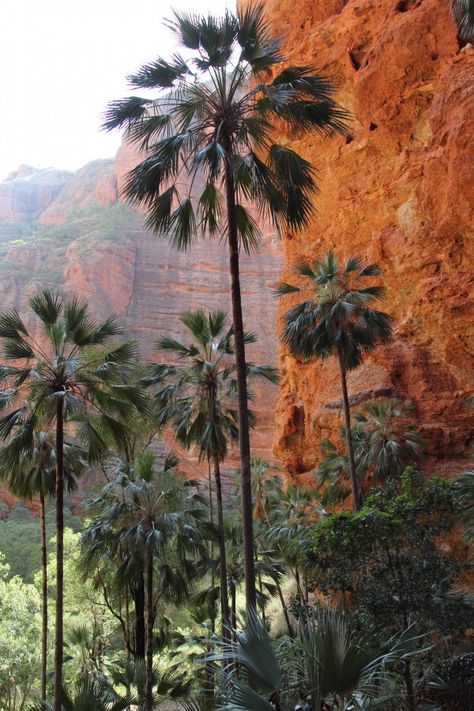 The Kimberly Australia, Kimberly Australia, Bungle Bungles, Traveling Australia, Cabbage Tree, Western Australia Travel, Gibb River Road, Australia Landscape, Australian Outback