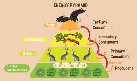 Diagram showing energy pyramid for education Ecological Pyramid, Energy Pyramid, Morning Quotes Images, Energy Transfer, Biology Notes, Pyramid, Biology, Vector Art, For Free