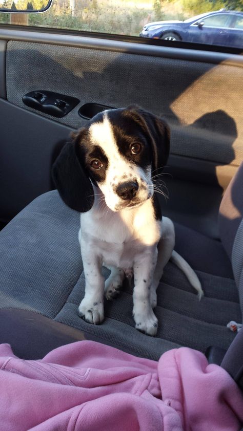 Jack Russell/Beagle mix Beagle Mix, Puppy Face, Jazz Festival, Jack Russell Terrier, Sweet Animals, Training Your Dog, Jack Russell, Animals Friends, I Love Dogs