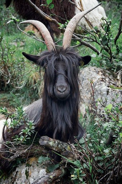 Black goat | Black goat | lucottero | Flickr A Well Traveled Woman, Base Ideas, Black Goat, Dot Logo, Animal Husbandry, Animal Study, Goat Farming, Mountain Goat, Oita