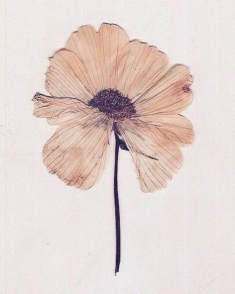 CHRISTY DAWN on Instagram: “I decided that if I could paint that flower in a huge scale, you could not ignore its beauty. - Georgia O’Keeffe (photo unknown)” Theme Nature, Mellow Yellow, Ikebana, Botanical Illustration, Botanical Art, Pressed Flowers, A Flower, Provence, Flower Power