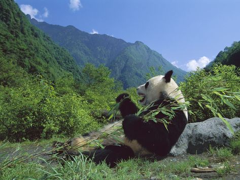 Giant Panda Eating Bamboo, Wolong Nature Reserve, Sichuan, China Panda Habitat, Panda Gifts, Panda Love, Giant Panda, Chengdu, Endangered Species, Cute Panda, Nature Reserve, Panda Bear