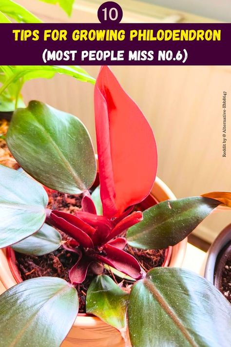 "10 Tips For Growing Philodendron, Philodendron care tips, Indoor 
Philodendron care, Philodendron plant care, Philodendron watering tips, 
Philodendron propagation guide, Philodendron pruning techniques, 
Philodendron soil requirements, Philodendron sunlight needs, Philodendron 
fertilization tips." Philodendron Care, Philodendron Plant, Inside Plants, Pest Management, Management Strategies, Indoor Gardening, In Water, House Plants, Need To Know