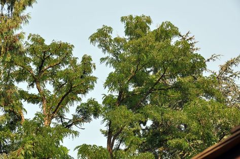 Black Locust Tree, Honey Locust Tree, Locust Tree, Orchard Tree, Honey Locust, Tree Garden, New Mexican, Tree Farm, Nature Plants