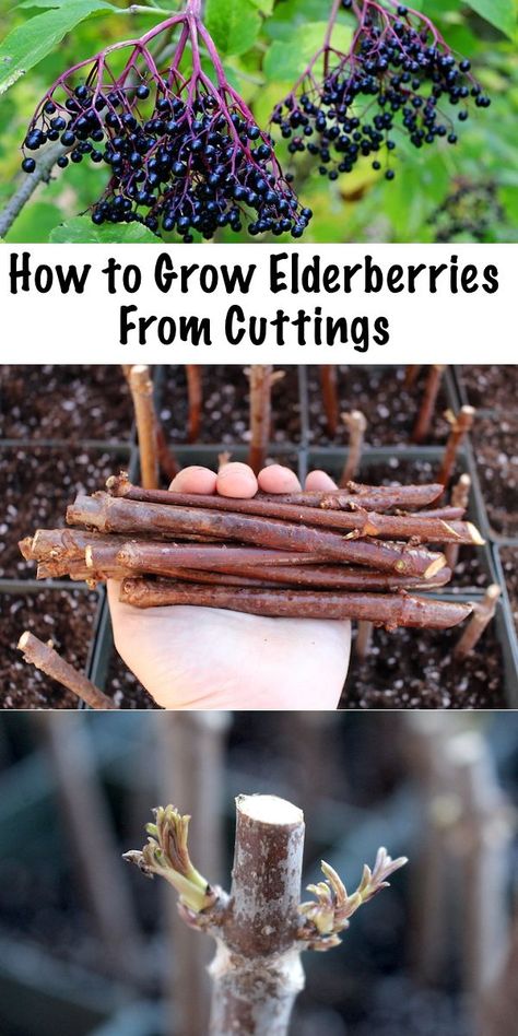 Growing Elderberries from Cuttings ~ Propagating elderberries is simple, all you need is a few hardwood cuttings and a bit of patience. Elderberry Cuttings, Elderberry Plant, Elderberry Bush, Organic Vegetable Garden, Food Forest, Homestead Survival, Home Vegetable Garden, Nyc Subway, Growing Fruit