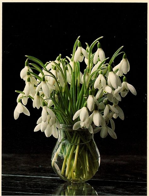 Snowdrops Snow Drop Bouquet, Snowdrop Flower Bouquets, Snowdrop Bouquet, Snow Drops Flowers, First Flowers Of Spring, Snowdrop Flower, Cut Flower Farm, Chibi Hair, Spring Bulbs