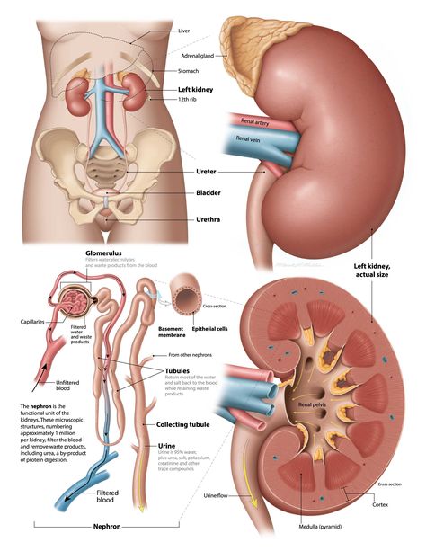 Healthy kidney anatomy Kidney Anatomy, Human Body Organs, Basic Anatomy And Physiology, Kidney Function, Human Body Anatomy, Chest Congestion, Medical School Studying, Medical School Essentials, Human Body Systems