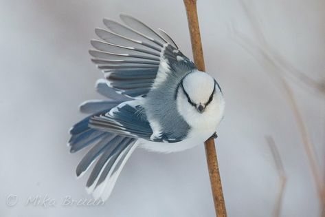 Bird Sitting, Most Beautiful Birds, Bird Pictures, Exotic Birds, Pretty Birds, Colorful Birds, Cute Birds, Little Birds, Wild Birds