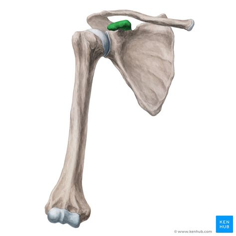 Processus coracoideus Relaxing Stretches, Subscapularis Muscle, Human Muscle Anatomy, Anatomy Bones, Art Anatomy, Muscle Anatomy, Anatomy Study, Medical Illustration, Medical Science