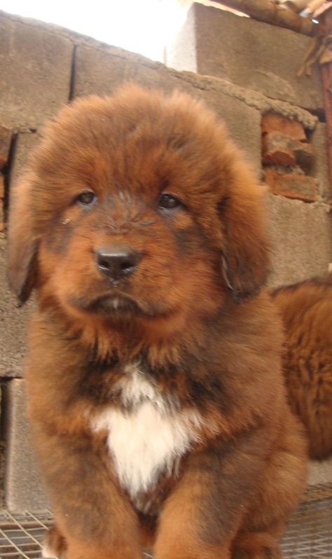 The Tibetan Mastiff plays a very important role in the improvement of many famous dogs. Red Tibetan Mastiff, Tibetan Mastiff Puppy, Tibetan Mastiff Dog, Mastiff Dog Breeds, Big Dogs Breeds, Biggest Dog In The World, Pet Anime, Big Fluffy Dogs, Guard Dog Breeds