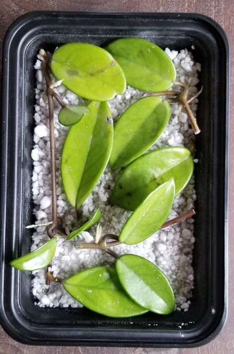 How To Propagate Hoya Plants, Hoya Propagation, Propagate Hoya, Japanese Balcony, Hoya Care, Candlewicking Embroidery, Hoya Plant, Hoya Carnosa, Plant Care Houseplant