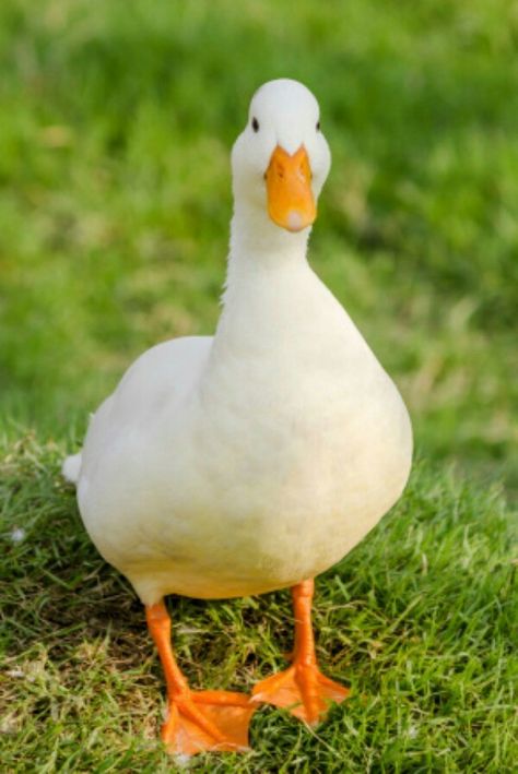 Duck Boots Outfit Fall, Pekin Ducklings, Duck Photography, Pekin Duck, Farm Animals Decor, Duck Coop, Duck Pictures, Duck Photo, Cute Ducklings