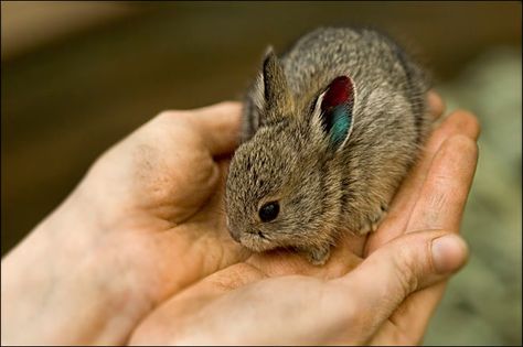 Cutest Pets in the World | The Cutest Rabbit in the World Somebunny Loves You, Rabbit Breeds, Small Rabbit, Rabbit Care, Extinct Animals, Rare Animals, Endangered Animals, Baby Bunnies, Endangered Species