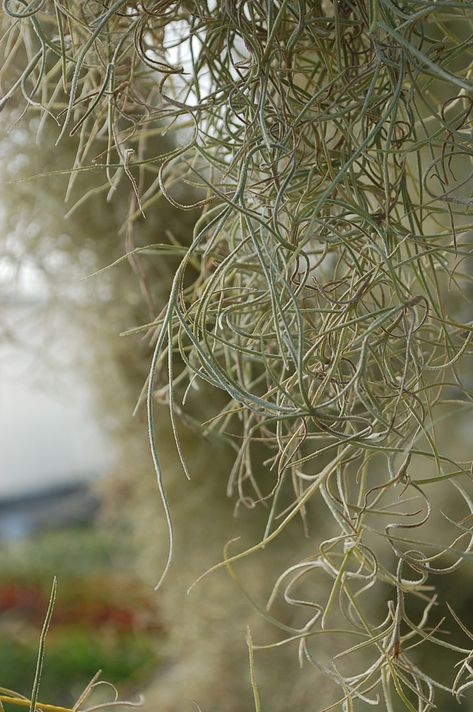 Tillandsia usneoides (Air Plant, Spanish Moss, Old Man’s Beard, Spanish Beard) Old Man's Beard Plant, Old Mans Beard, Tillandsia Usneoides, Lush Rainforest, Spanish Moss, Common Names, Growing Indoors, Water Plants, Old Man