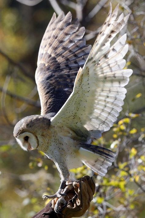 Owl Flying, Owl Photos, Owl Pictures, Beautiful Owl, Owl Bird, Barn Owl, Birds Of Prey, 귀여운 동물, 그림 그리기