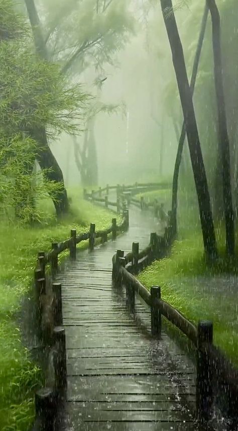 Image Zen, 숲 사진, Rainy Day Aesthetic, Dark Nature Aesthetic, Pretty Landscapes, 수채화 그림, Nature Sounds, Beautiful Locations Nature, Nature Gif