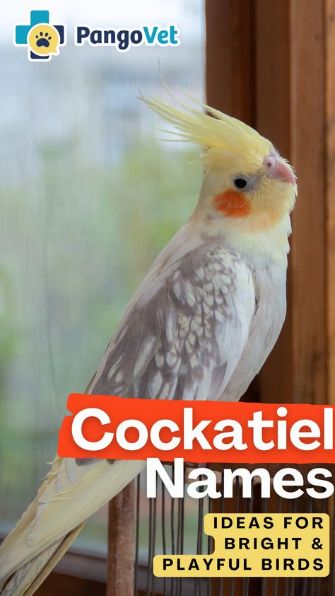 Ideas are inspired by their feather colors or unique markings or personality traits, with a few suggestions influenced by famous birds, and finally adorable names for a pair of cockatiels. Cockatiel Name Ideas, Parrot Names, Girl Pet Names, Yellow Cockatiel, Boy And Bird, Names Ideas, Parakeets, Cute Names, Pet Bird