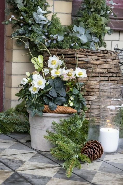 Decor Christmas, Advent, Florist, Porch, Plants, Christmas, Pins