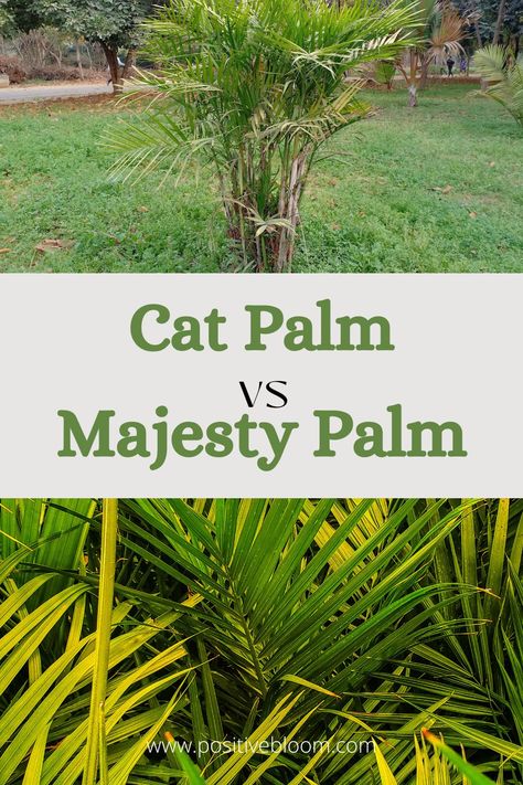 Here are the differences between cat palm vs majesty palm. Learn which plant is better for indoor cultivation according to maintenance and size. Cat Palm Outdoor, Cat Palm Indoor, Cat Palm Care, Majesty Palm Indoor, Majestic Palm Indoor Care, Majesty Palm Outdoor, Indoor Palm Plants, Cat Palm, The Winner Takes It All