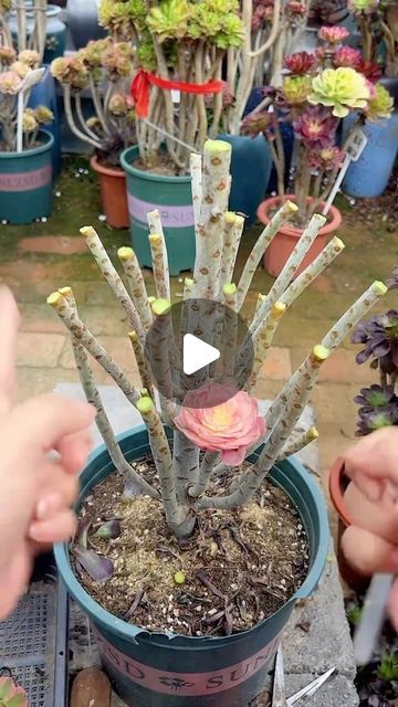 Succulents on Instagram: "Grafting succulents 🪴
👉 My Youtube channel: Succulent Garden

#多肉植物 #succulents #succulentlove #多肉#succulentlover #succulentaddict #succulent #succulentobsession #succulentlife #succulentcity #succulentobsessed #succulentcollection #succulover #succulove #succulentaddiction #senda #vuonsenda #reels" Grafting Succulents, Cactus Care, Succulent Garden, Succulents Garden, My Youtube Channel, Succulent, Youtube Channel, Cactus, On Instagram