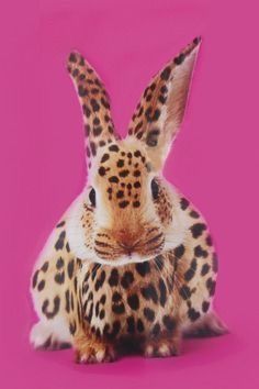 Photo Edited, Arte Animal, Leopards, Cool Stuff, Pics Art, Caricatures, New Age, Wall Collage, Cheetah Print