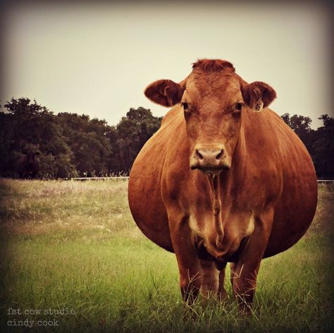 I really do have fat cows! Cow Skincare, Pregnant Animals, Cow Stomach, Fat Cow, Fat Animals, Little Britain, Cow Photos, Cow Pictures, Skincare Inspiration