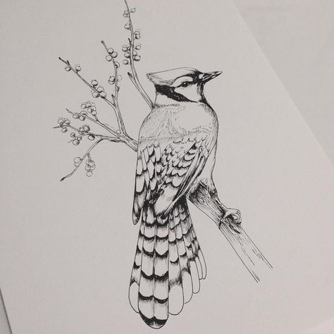 Hummingbird And Blue Jay Tattoo, Blue Jay Drawing Pencil, Blue Jay Sketch, Blue Jays Tattoo, Blue Jay Bird Tattoo, Bluejay Drawing, Jay Bird Tattoo, Blue Jay Drawing, Blue Jay Tattoo