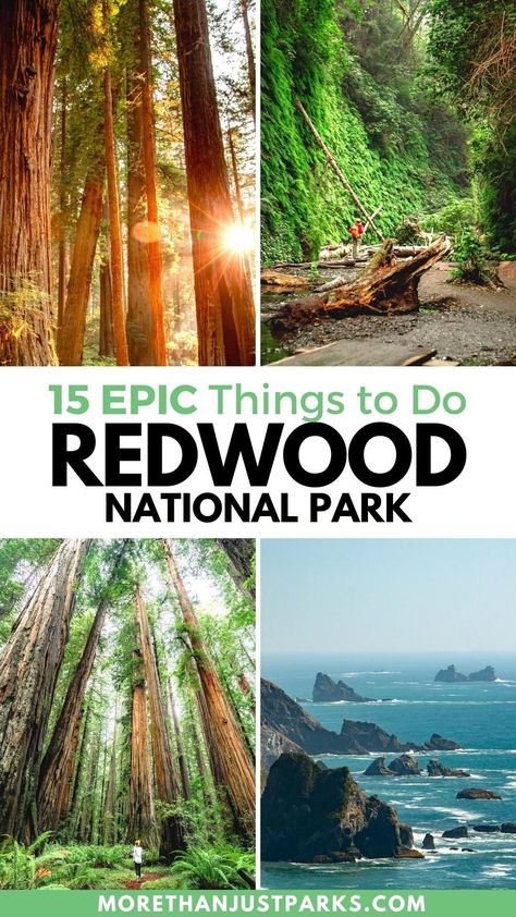 Redwood State Park California, Things To Do Redwood National Park, Red Wood Forest Travel, One Day In Redwood National Park, The Redwoods California, Where To Stay Near Redwood National Park, Trip To Redwood National Park, Redwood National Park With Kids, Redwood National Forest