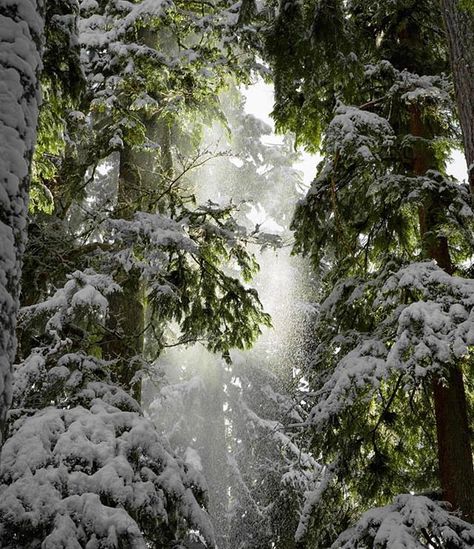 Melting Snow Aesthetic, Snow Melting Aesthetic, Snow Forest Aesthetic, Snow In Forest, Flowers In Snow, Forest With Snow, Flowers In The Snow, Winter Core, Oregon Forest