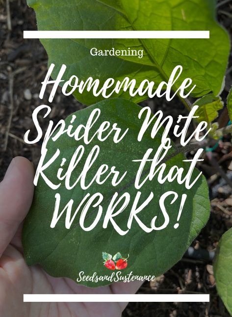 Homemade Spider Mite Killer that WORKS! - Seeds & Sustenance April Gardening, Spider Killer, Eggplant Varieties, Diy Alcohol, Diy Spider, Diy Garden Landscaping, Get Rid Of Spiders, Garden Spider, Diy Pest Control