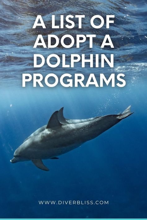 Common Bottlenose Dolphin, Dolphin Facts, Rescue Diver, Gifts For Scuba Divers, Dolphin Lover, Save Our Oceans, Marine Conservation, Ocean Conservation, Marine Mammals